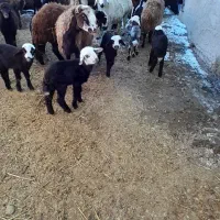 گوسفند برای نگهداری