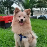 سگ پامر بسیار باهوش