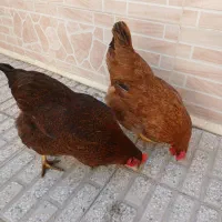 مرغ محلی تخم گذار