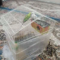 مرغ عشق به همراه قفس