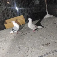 کفتر