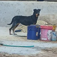 سگ روتوایلر ماده