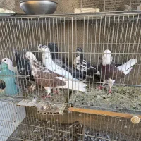کبوتر غریبگیری|پرنده|قم, نیروگاه|دیوار