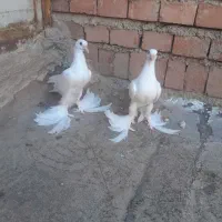کبوتر|پرنده|شیراز, شهرک بهار|دیوار