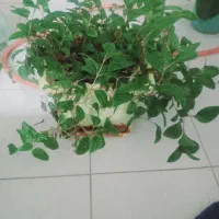 گل های زیبا