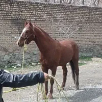 اسب نریان درجه یک