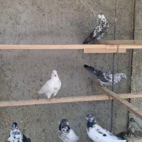 کبوتر پرشی