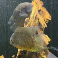 سوروم نر و ماده مولد