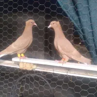 دمپاک