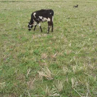 چالوسی گاو با لیشه سیمینتال|حیوانات مزرعه|صومعه‌سرا, |دیوار