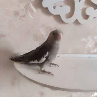 عروس هلندی|پرنده|بندرعباس, |دیوار