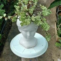 گلهای آپارتمانی جزئی وعمده|گل و گیاه طبیعی|مشهد, بهارستان|دیوار