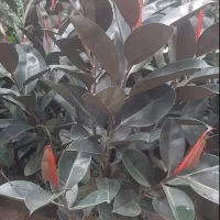 حراجی واقعی ویژه و استثنایی گل فیکوس همواره تخفیف