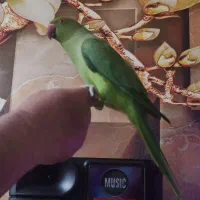 فروش طوطی ملنگو رام سخنگو