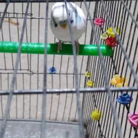 سه عدد مرغ عشق زیبا