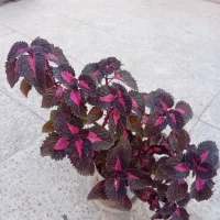 ۶تا گل حسن یوسف خوشگل در حال رشد بفروش میرسد|گل و گیاه طبیعی|قدس, شهر‌قدس|دیوار