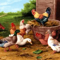 جوجه مرغ خروس اردک غاز ... به صورت سراکطی