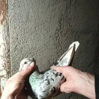 ۳ عدد دم سفید