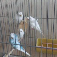 مرغ عشق پروانه ای|پرنده|اصفهان, صدف|دیوار
