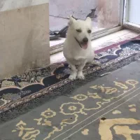 سگ گمشده