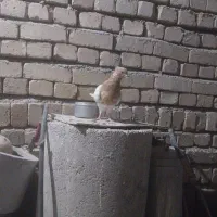 پرنده
