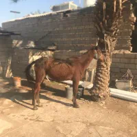 اسب مادیان و کره مادیان معاوضه با ایفون