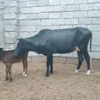 گاو با گوساله ماده و یک عدد گاو ابستن
