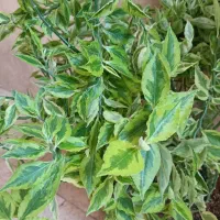 گل  طبیعی  ستون فقرات شیطان. وگل  شفلرا
