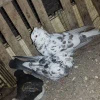 کبوتر گرگی کفتر با جوجه