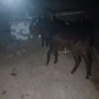 فروش نر بز افغانی یکساله|حیوانات مزرعه|دهلران, |دیوار