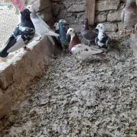 کفتر پرشی و جوجه طوقی