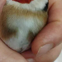 سهره گل قفل رخ اوپایی