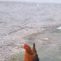 مرغ