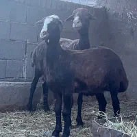 میش بره