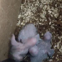 گیرنچک مولد۱۰۰دصد|پرنده|شاهین‌شهر, شهرک میلاد|دیوار