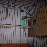 پرندهه|پرنده|گرگان, |دیوار