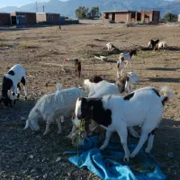 بز خوب داشتی