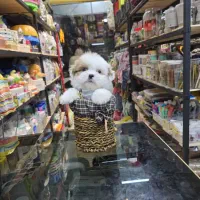 شیتزو کراس های فنجونی|سگ|اصفهان, قائمیه|دیوار