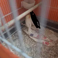 جوجه عروس هلندی