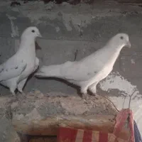۳۵۰۰هزار تومان|پرنده|بانه, |دیوار