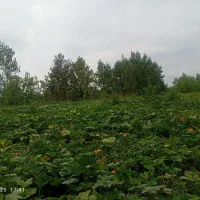 کدو انجیری درجه یک به صورت کلی و جزئی بسیار خوشمزه|خوردنی و آشامیدنی|آستانه اشرفیه, |دیوار