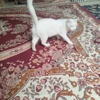 سلام آنکارا  چشم تا به تا