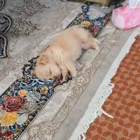 مالتیپو|سگ|قم, انسجام|دیوار