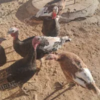 بوقلمون|حیوانات مزرعه|کاکاوند, |دیوار