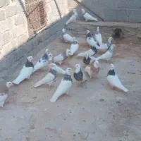 طوقی نامبر وان|پرنده|پارسیان, |دیوار