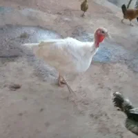 بوقلمون|حیوانات مزرعه|کوهدشت, |دیوار