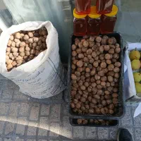 گردو پرچرب درشت کاغذی