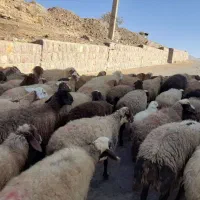گوسفند وبره داشتی جوان|حیوانات مزرعه|کرمانشاه, |دیوار