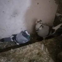 پرنده|حیوانات|چناران, |دیوار