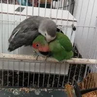 یه جفت کوتوله کار داده فقط امروز